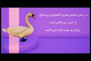 موشن گرافیک شماره دو